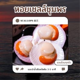 หอยเชลล์ชุมพร