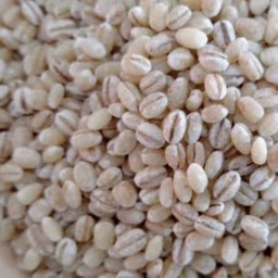 ข้าวบาร์เลย์