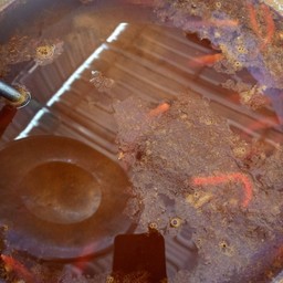 ขนมจีนน้ำยาป่า