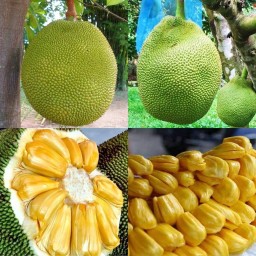 ขนุนเนื้อหนาทองประเสริฐ1กิโลกรัม