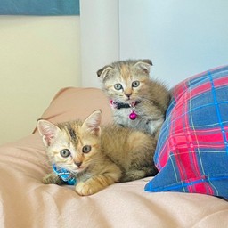 น้องดอลลี่ (หูพับ)