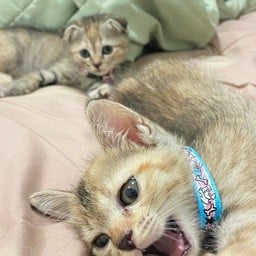 น้องดอลล่า (หูตั้ง)