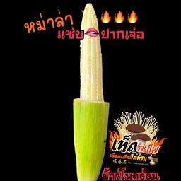 ข้าวโพดอ่อน