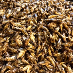 พีสะดิ้ง ชุดใหญ่