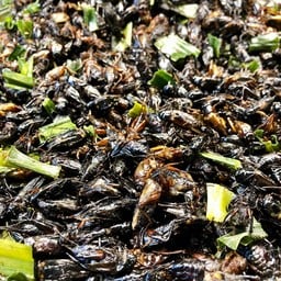 จิ้งหรีดขาว ร้องจุใจ