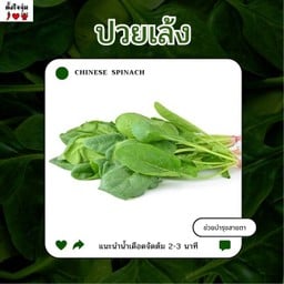 ปวยเล้ง
