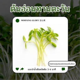 ต้นอ่อนทานตะวัน