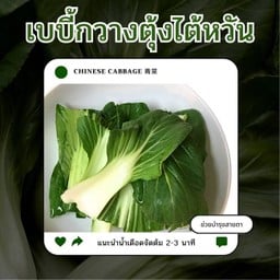 เบบี้กวางตุ้งไต้หวัน