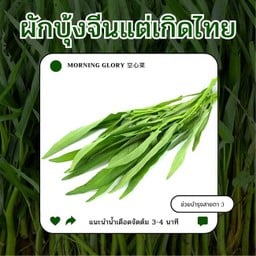 ผักบุ้งจีน