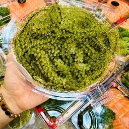 สาหร่ายพวงองุ่น