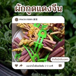 ผักกูดแดงหรือลำเท็ง
