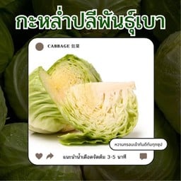 กะหล่ำปลี