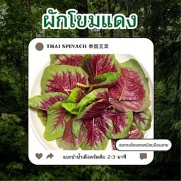 ผักโขมแดงป๊อบอาย
