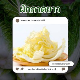 ผักกาดขาว