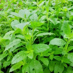 กะเพราบ้านสวน ลำลูกกา สาขา 1