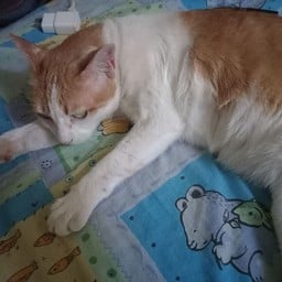 ครัวราชบุรี