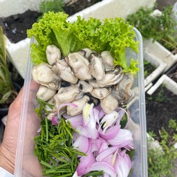 ยำหอยนางรม