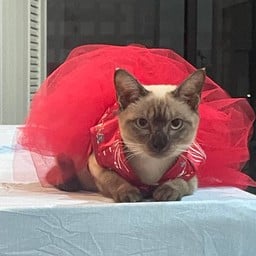 Oya Mala โอย่าหม่าล่า