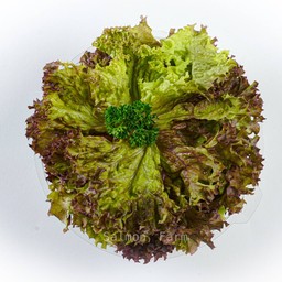 ผักสลัด