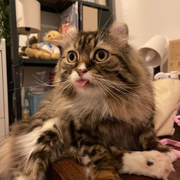 ค่าขนม DRIVER ทามะ (แลบลิ้นล้อเลียน CEO)