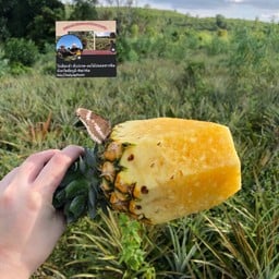 🍍ไร่เฮียกล้า สับปะรด-ผลไม้ปลอดสารพิษ จังหวัดชัยภูมิ-Rai Hai kla,Chaiyaphum + กล้วยทอด กล้วยปิ้ง กล้ ชัยภูมิ