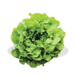 กรีนโอ๊ค