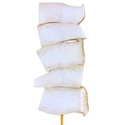 เห็ดออรินจิ