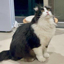 ค่าขนม HISO CHUBBY โทโร่ (คุณชายนน. 9 โล)