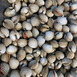 หอยแครงลวก   1กิโล ไซค์80-100ตัว