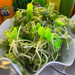 ต้นอ่อนทานตะวัน