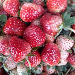 สตอเบอรี่สดปั่น