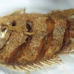 ปลาทับทิมแดดเดียว.