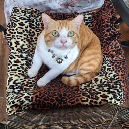 แวะมองตาส้มจี๊ด