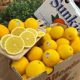 ส้มซันคริส(นาเวล),วาเลนเซีย