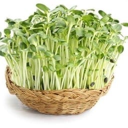 ต้นอ่อนทานตะวัน