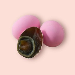 ไข่เยี่ยวม้า 1 ฟอง