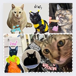 ทิปน้องแมว