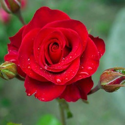 กุหลาบโซดา