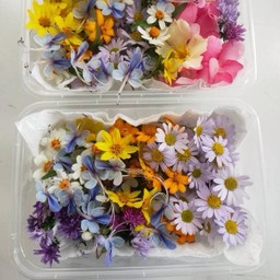 ดอกไม้สดรวม (ทานได้)