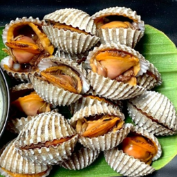 เพิ่มหอยแครง