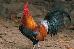 หม่าล่าผัดหม้อไฟแห้ง- ไก่