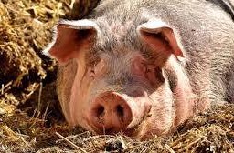 หม่าล่าผัดหม้อไฟแห้ง- หมู