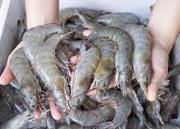 หม่าล่าผัดหม้อไฟแห้งกุ้ง