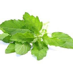 ใบกระเพรา