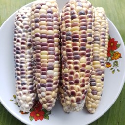 ข้าวโพดเทียน