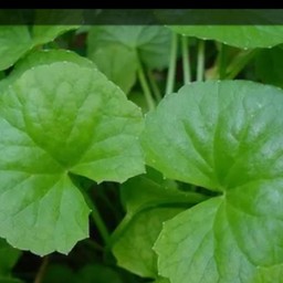 นำ้ใบบัวบก (ทำเอง)ขวด500ml