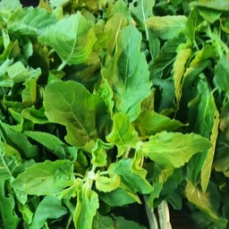 กระเพาบ้าน