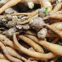 กระชาย100กรัม