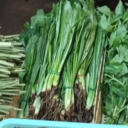 ผักชีฝรั่ง