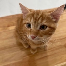 หมาล่าที่ถูกต้อง (ตลาดมารวย)